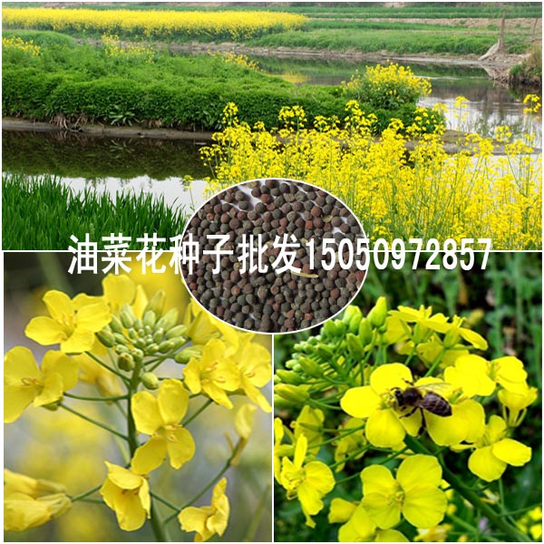 园林观赏型油菜花种子批发2014新种子油菜籽量大包邮