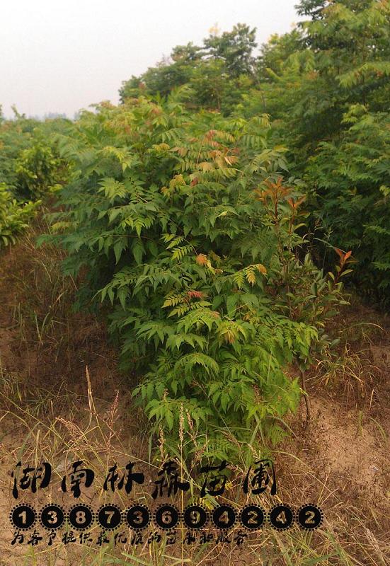 供應欒樹苗價格,欒樹小苗價格,2014年欒樹苗價格
