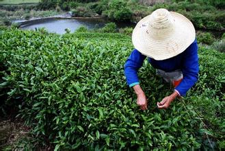 2014春茶新茶 蘇州洞庭碧螺春散裝茶葉批發 江蘇雨前炒青二級綠茶