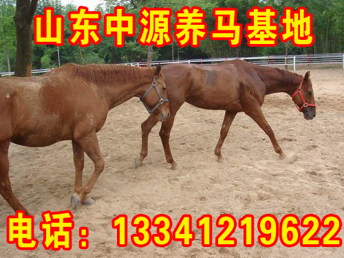 供應哪里有賣矮馬的