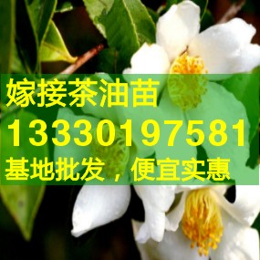 供應嫁接山茶樹苗,高產油茶苗,兩年生營養杯油茶樹苗