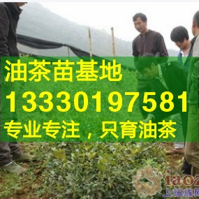 油茶樹苗價格,廣東湛江高產油茶苗,遂溪,徐聞,廉江,雷州,吳川