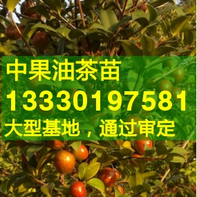 供應高產油茶苗九江市瑞昌武寧修水永修縣江西嫁接油樹茶苗價格