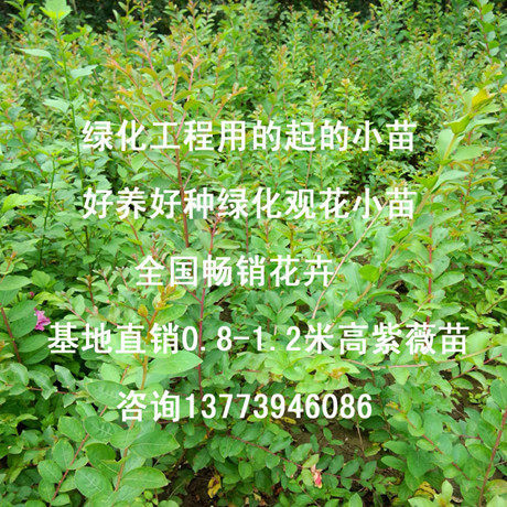 想買紫薇苗的請聯系江蘇何先生教你如何種植紫薇花苗