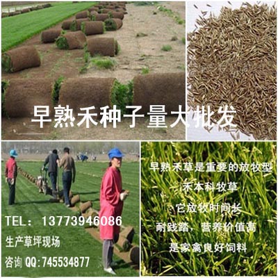 放牧型牧草早熟禾冷季型草坪種 抗寒耐旱草坪種子 根系發(fā)達(dá)