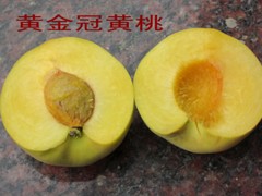 【黃金冠桃樹苗】批發銷售價格低長勢好成活率高|小米隱私門事件