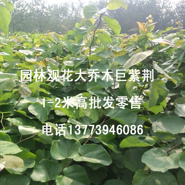 北方骨干行道苗巨紫荊園林綠化觀花大喬木巨紫荊花苗