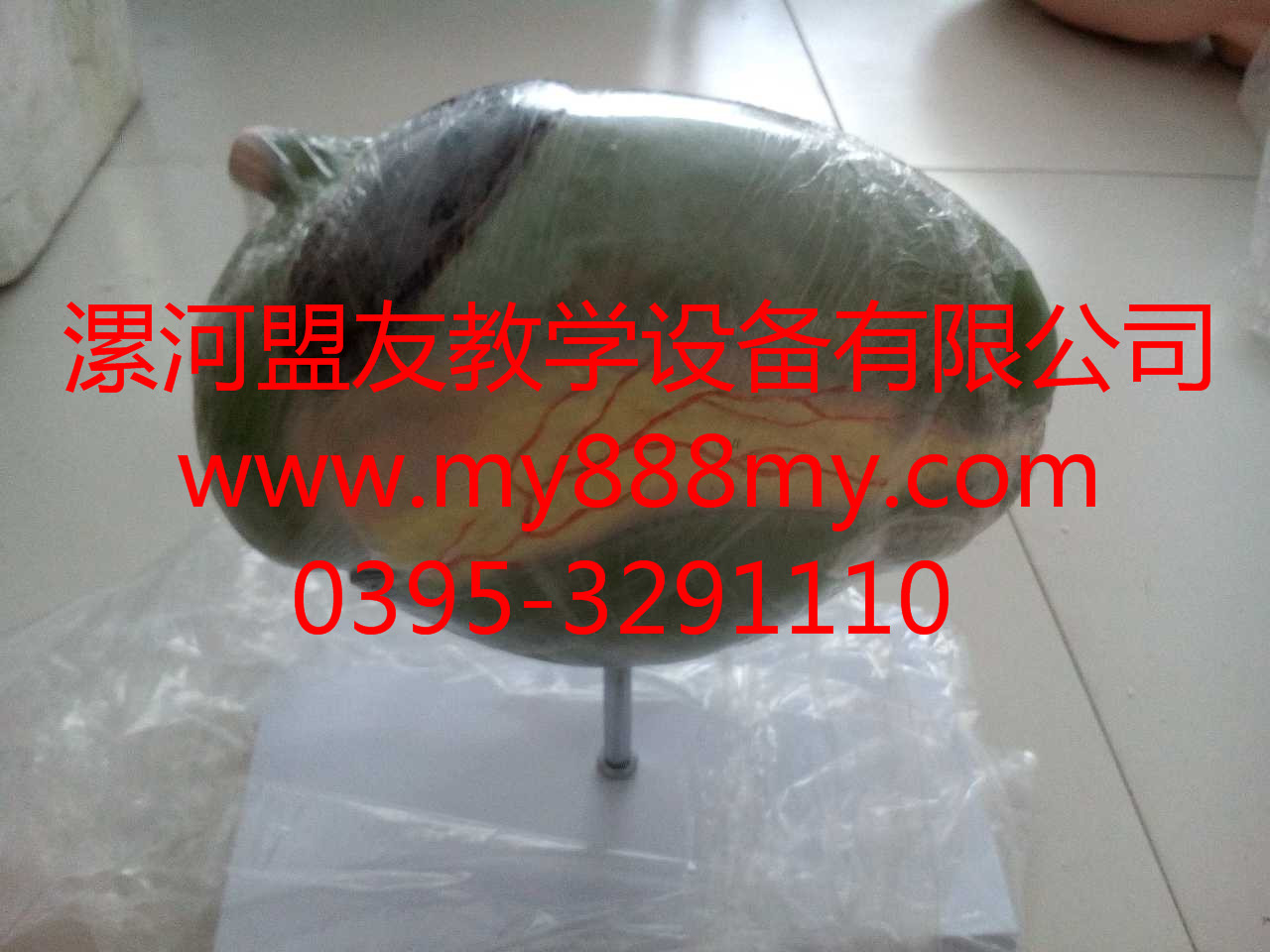 供應模型-圖為羊胃模型