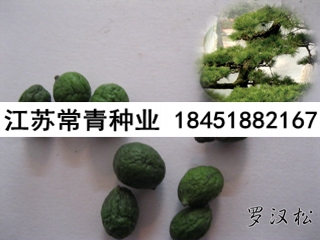 羅漢松種子價格