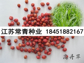 供應(yīng)高丹草種子
