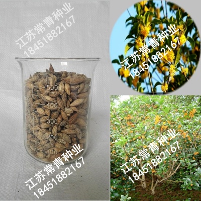 桂花種子價格