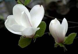 供應白玉蘭種子