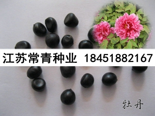 牡丹花種子批發(fā)