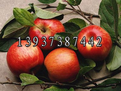 煙富6號 優系K12 富源蘋果樹苗價格