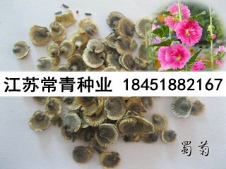 蜀葵種子價格