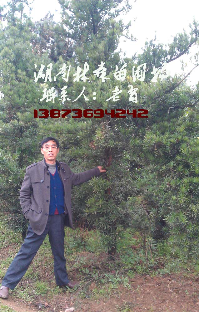 供應羅漢松價格,供應10-15公分羅漢松