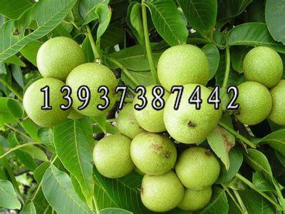 供應(yīng)薄皮核桃苗如何選擇 富源核桃苗批發(fā)培育基地