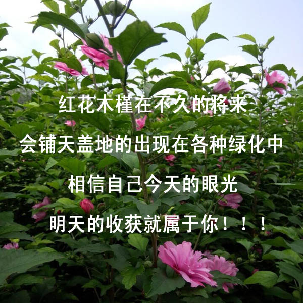 紅花觀賞木槿苗一年生開花苗木槿小苗綠化工程**苗