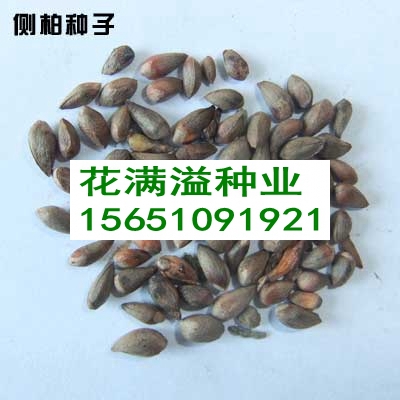 供應側柏種子