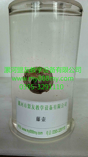 供應浸制標本-圖為藤壺浸制