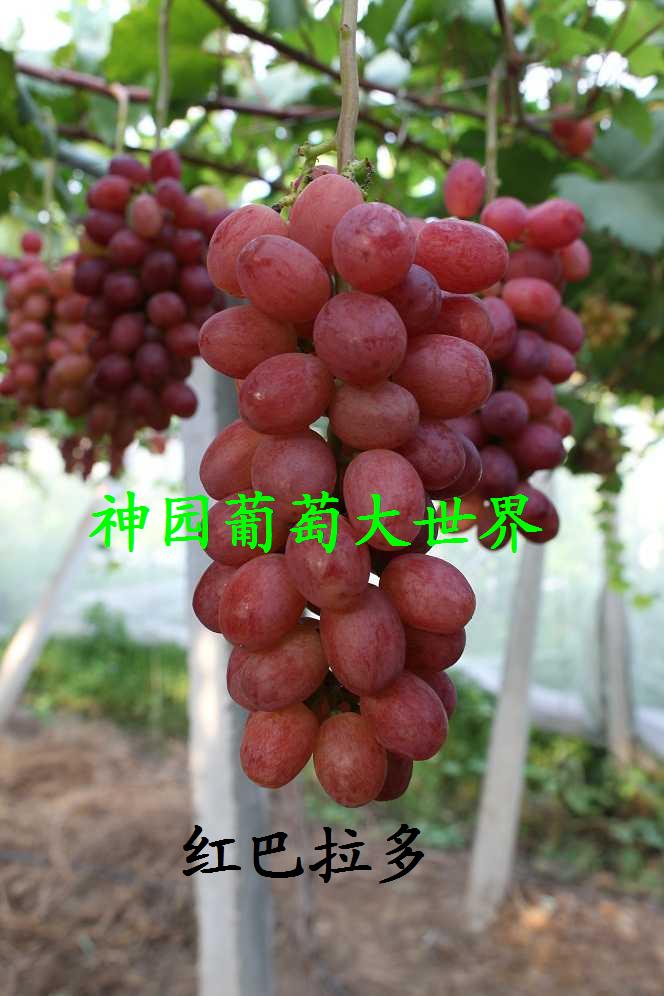 供應紅巴拉多葡萄苗