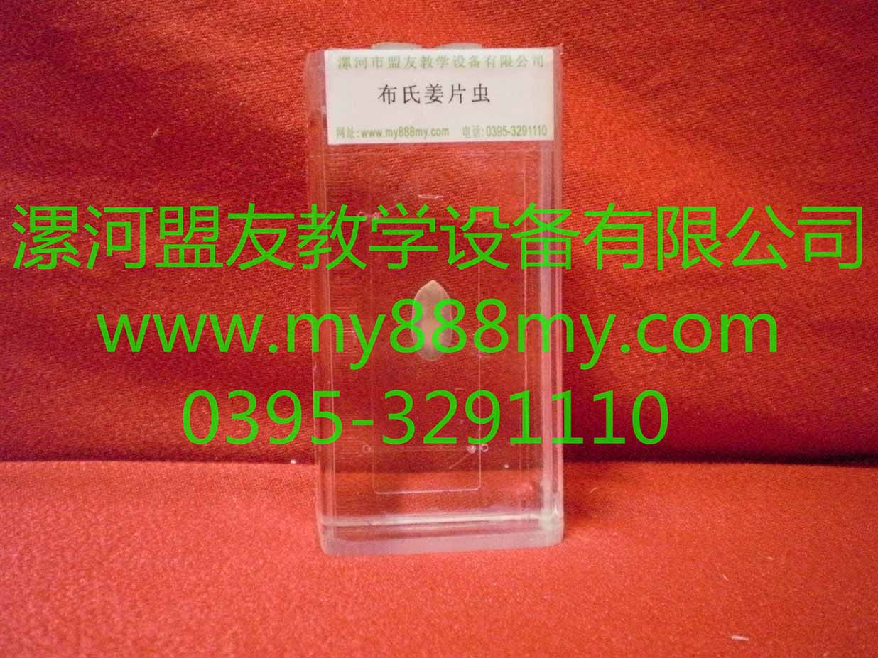 供應(yīng)動物浸制標(biāo)本-圖為布氏姜片蟲浸制標(biāo)本