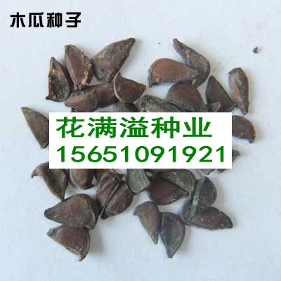 供應(yīng)木瓜種子多少錢