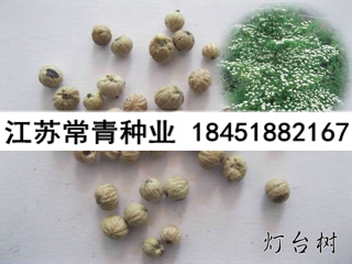 供應燈臺樹種子