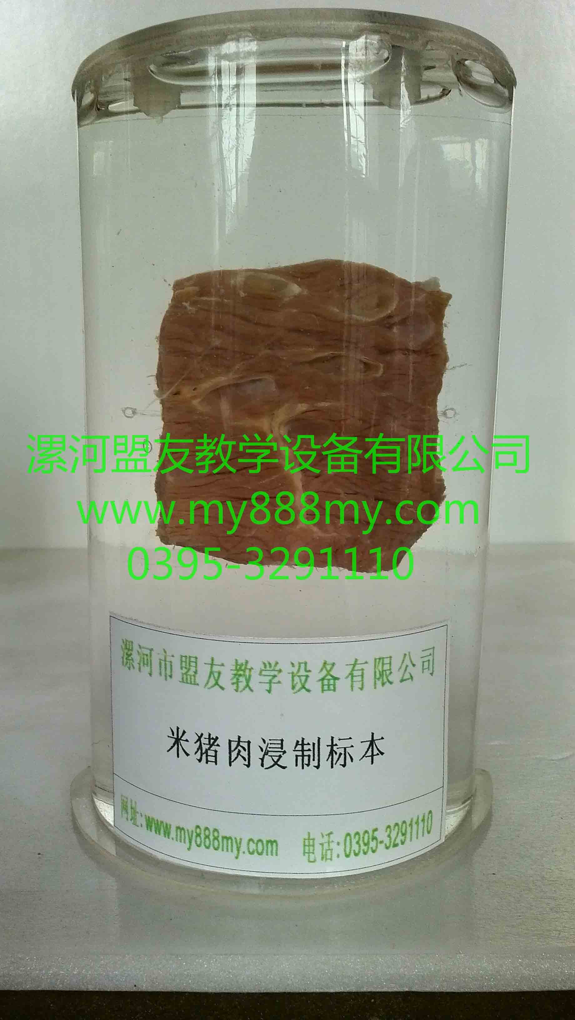 供應動物浸制標本-圖為米豬肉浸制標本