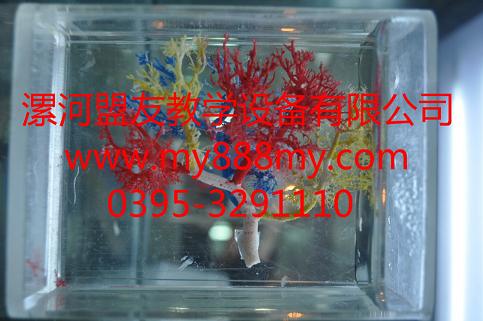 供應(yīng)鑄型標(biāo)本-圖為腎段鑄型