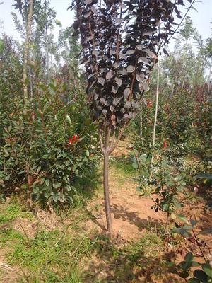 供應1公分紫葉李基地，4公分紫葉李價格，山東3公分紫葉李行情