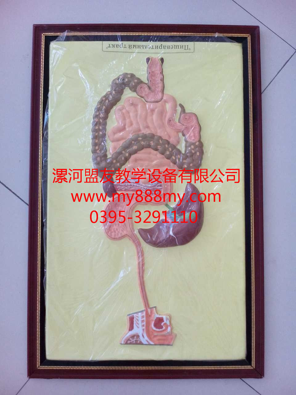 供應教學模型-圖為消化系統模型