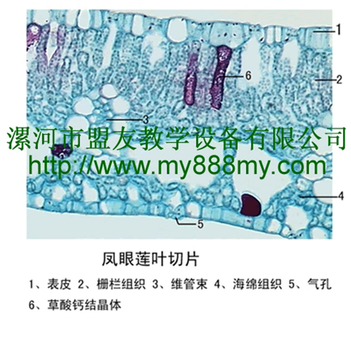 供應植物切片-圖為鳳眼蓮葉切片