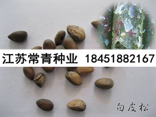 供應(yīng)白皮松種子價(jià)格