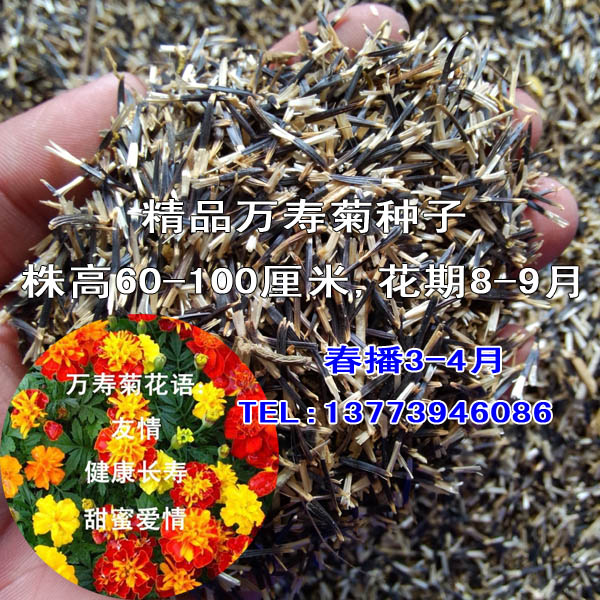 一年生花卉萬壽菊種子春播花草量大包郵花種子萬壽菊花