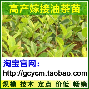 江蘇蘇州高產油茶苗,南通,常州,淮安,鹽城嫁接油茶樹苗價格
