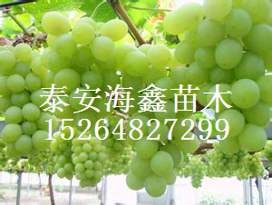 供應(yīng)夏黑葡萄苗 巨寶特早葡萄苗價格 巨騰葡萄苗