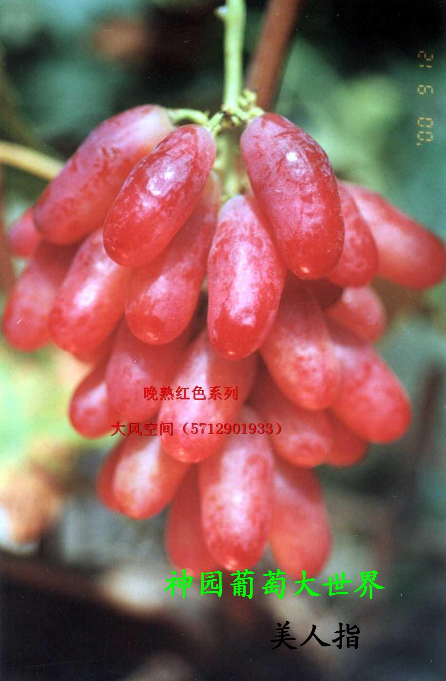 供應神園葡萄 美人指葡萄苗