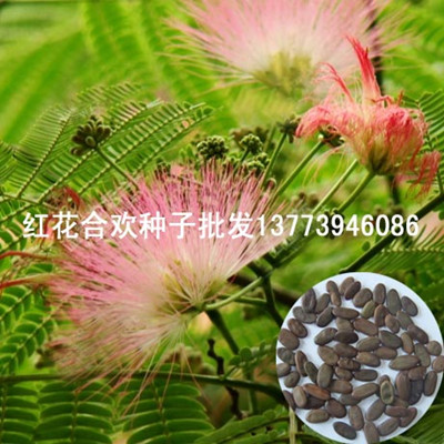 綠化庭蔭樹紅花合歡樹種每畝育種30斤提供種植技術