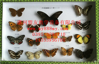 供應(yīng)昆蟲標(biāo)本
