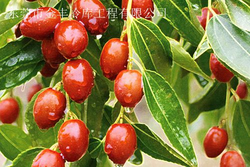 供應(yīng)冬棗常見(jiàn)現(xiàn)象、冬棗貯藏、棗冷庫(kù)