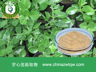 供應穿心蓮內脂