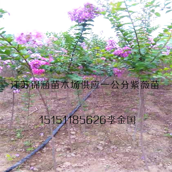 供應(yīng)1米高紫薇小苗圖片一公分平茬紫薇苗批發(fā)銷售