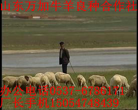 肉羊批發(fā)價格 肉羊養(yǎng)殖效益分析 黑肉羊 肉羊羊羔