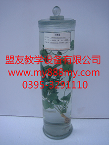 供應植物浸制標本-圖為白鮮皮浸制