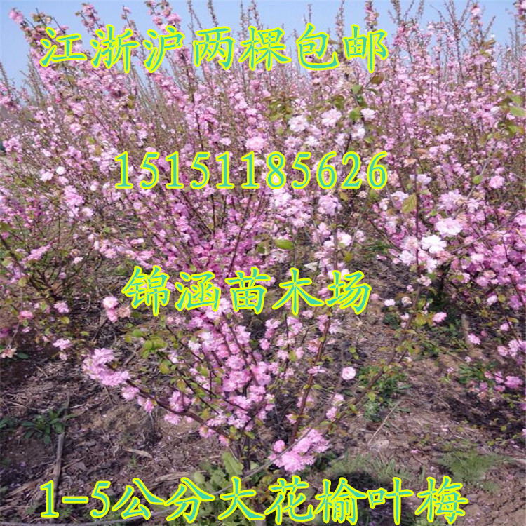 供應西北耐旱大花榆葉梅苗2-4公分榆葉梅工程苗榆葉梅樹苗