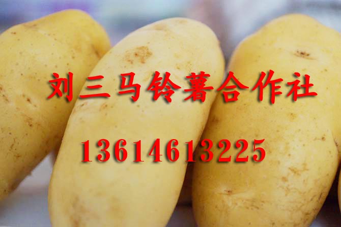 供應黑龍江土豆電話