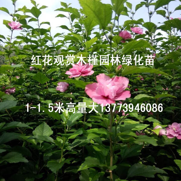 江蘇批發(fā)玫紅重瓣木槿苗行道綠化苗花期半年木槿紅花小苗貨到付款