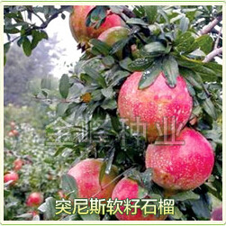供應軟籽石榴樹苗批發|武漢金峰種業|