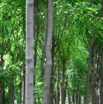 香花槐小苗基地